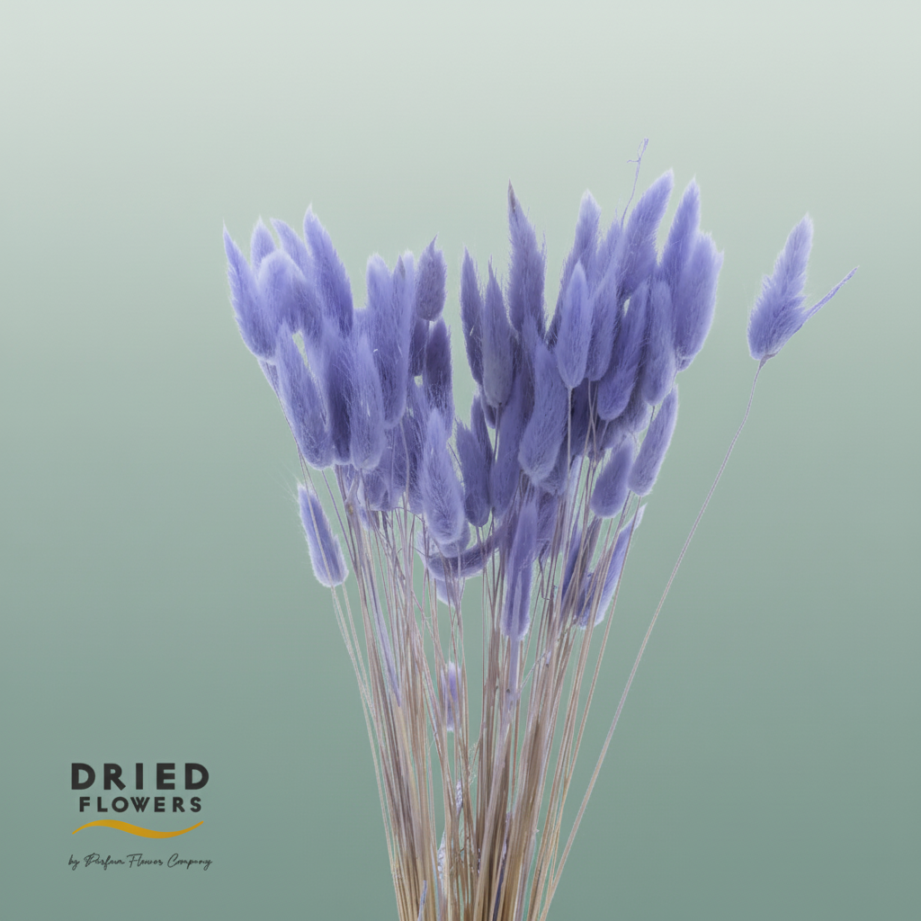 Dried Bleached Lagurus Lavender