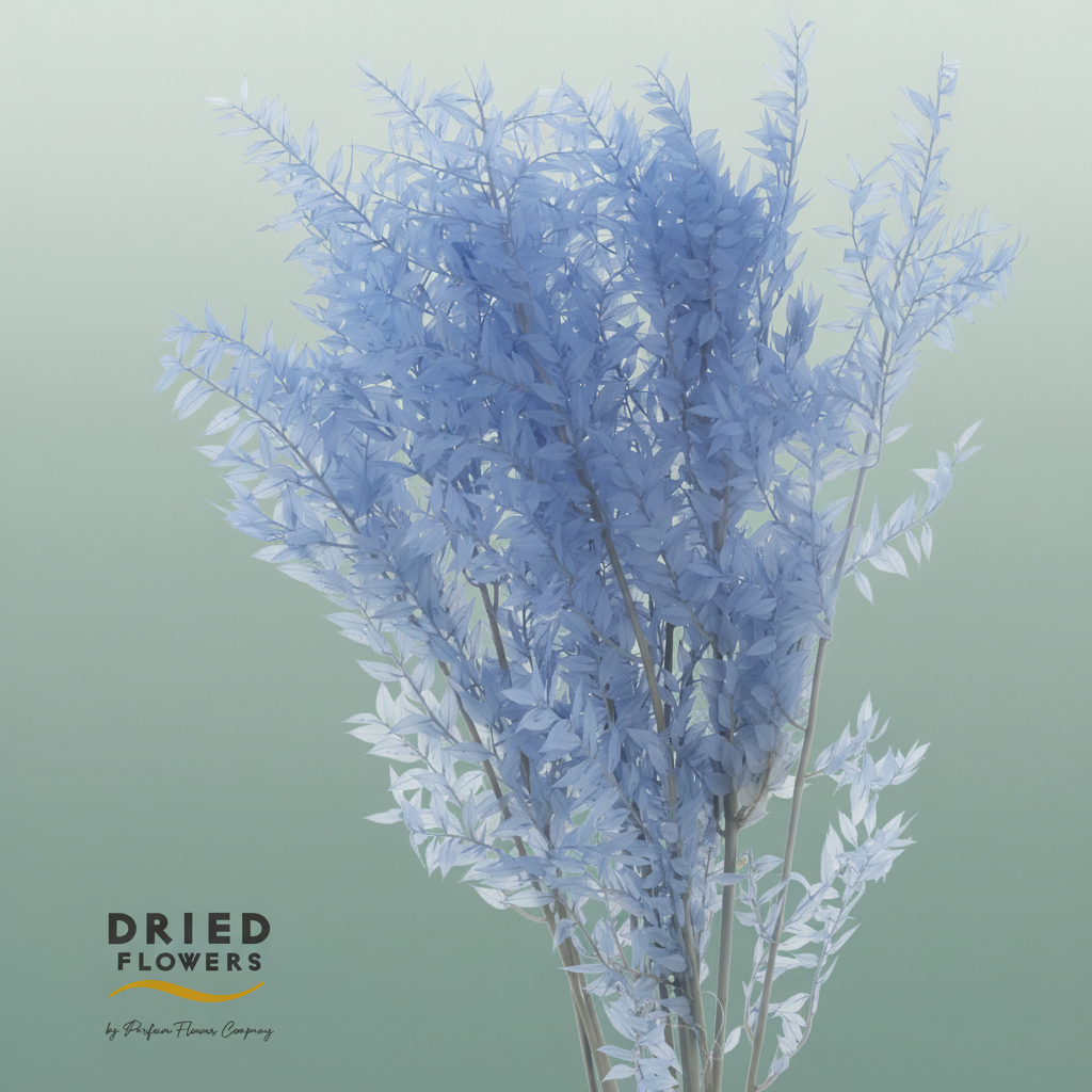 Dried Bleached Ruscus Lavendel