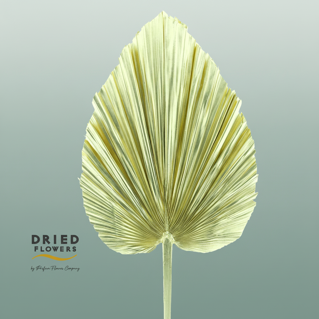 Dried Bleached Palmetto Xl Gold