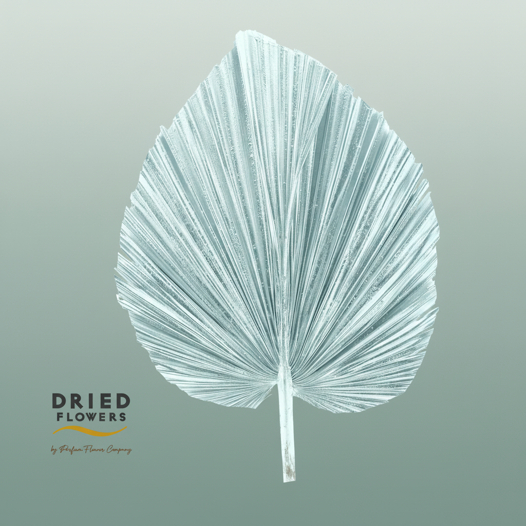 Dried Bleached Palmetto Xl Silver