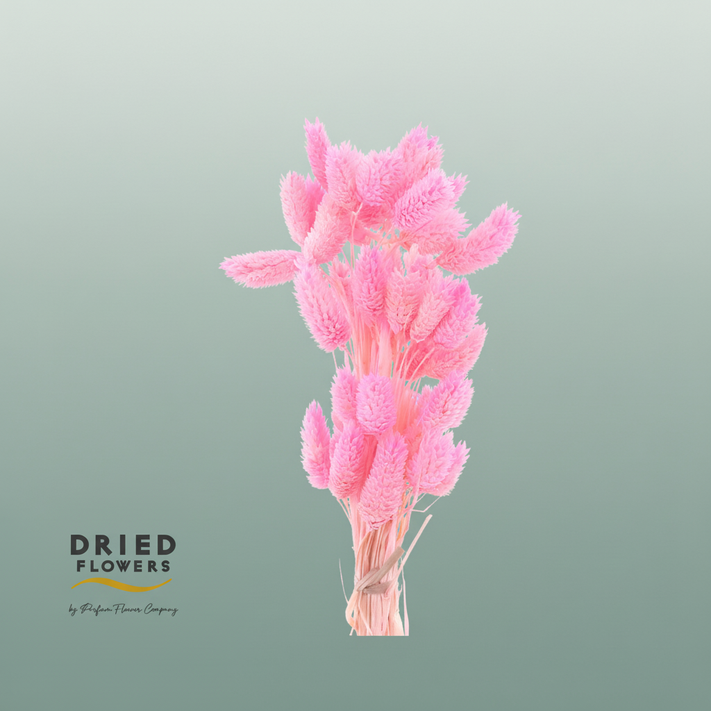 Dried Bleached Phalaris Pink