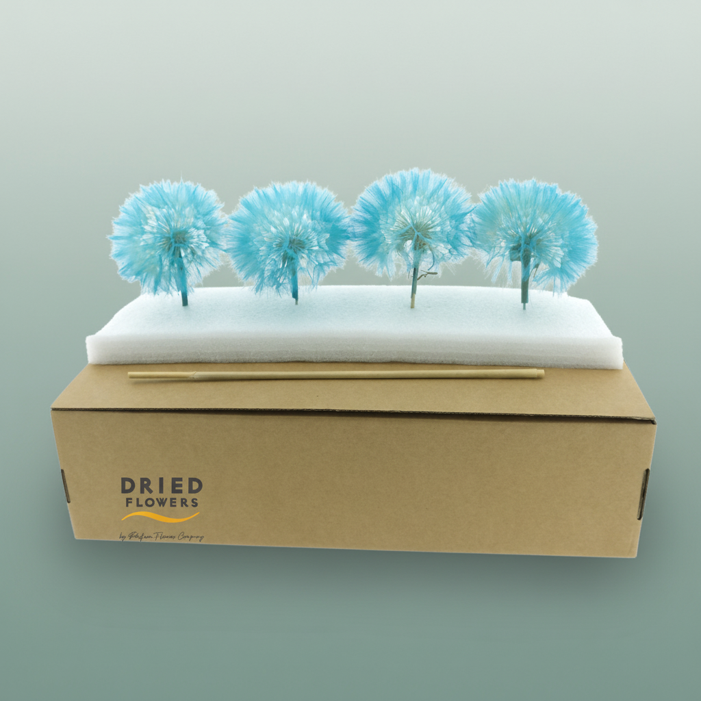 Dried Bleached Dandelion Sky Blue