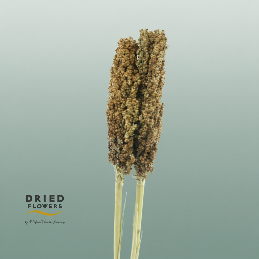 Dried Sorghum Natural