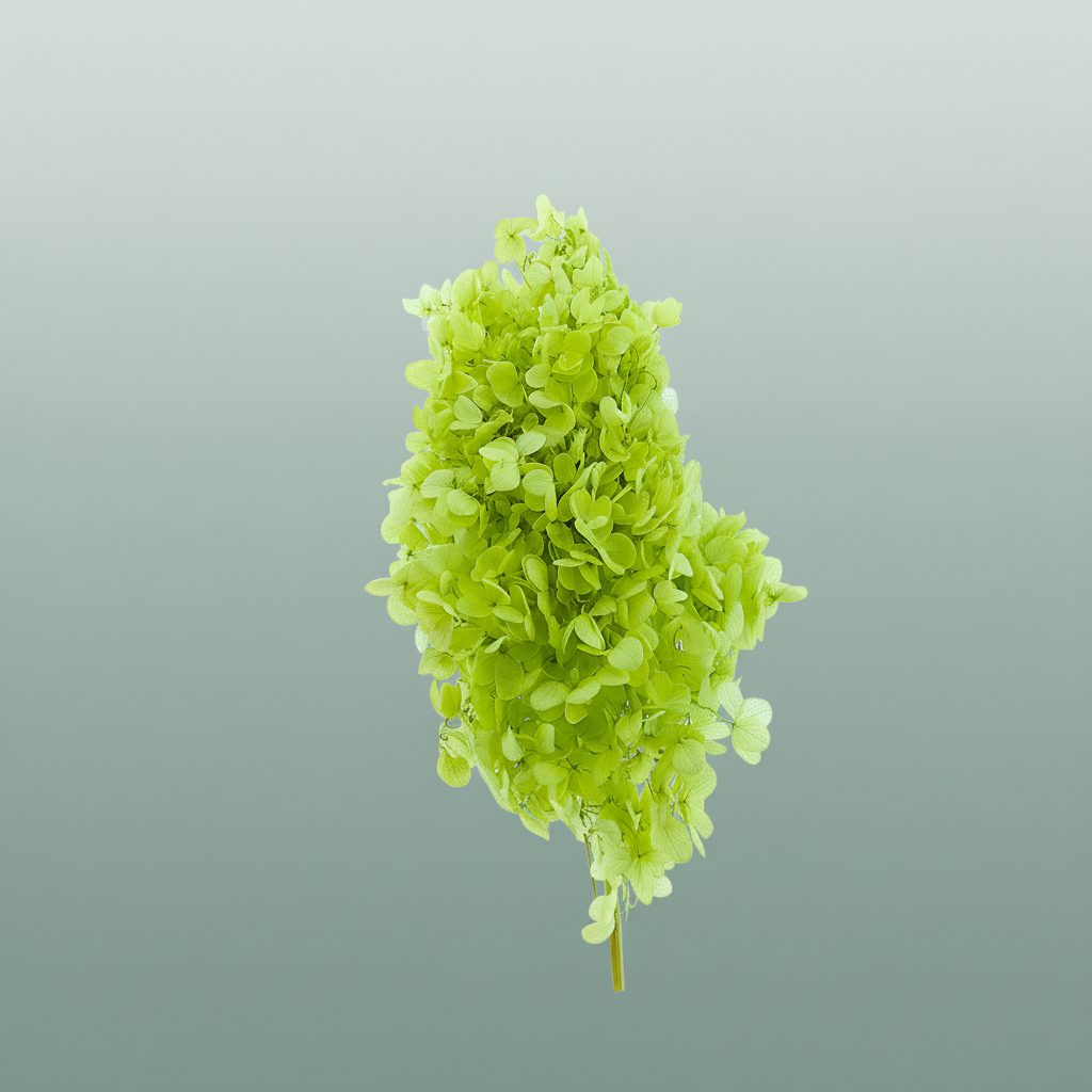 Dried Bleached Hydrangea Tower Light Green Xxl