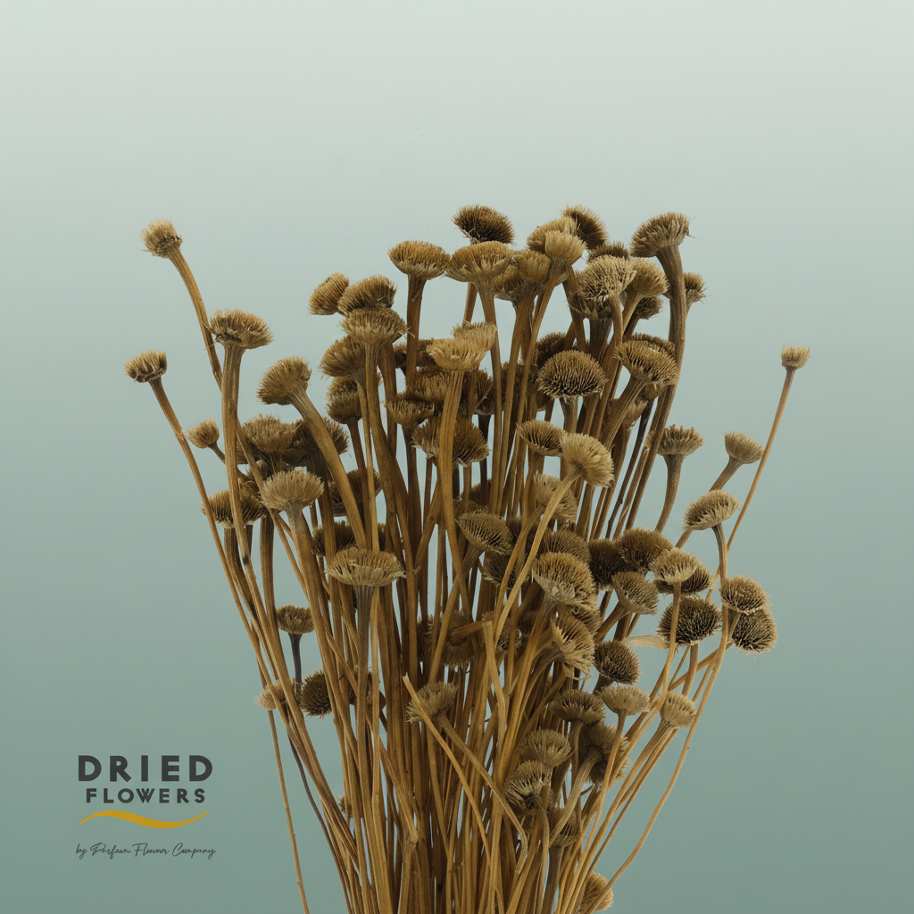 Dried Wild Daisy Natural