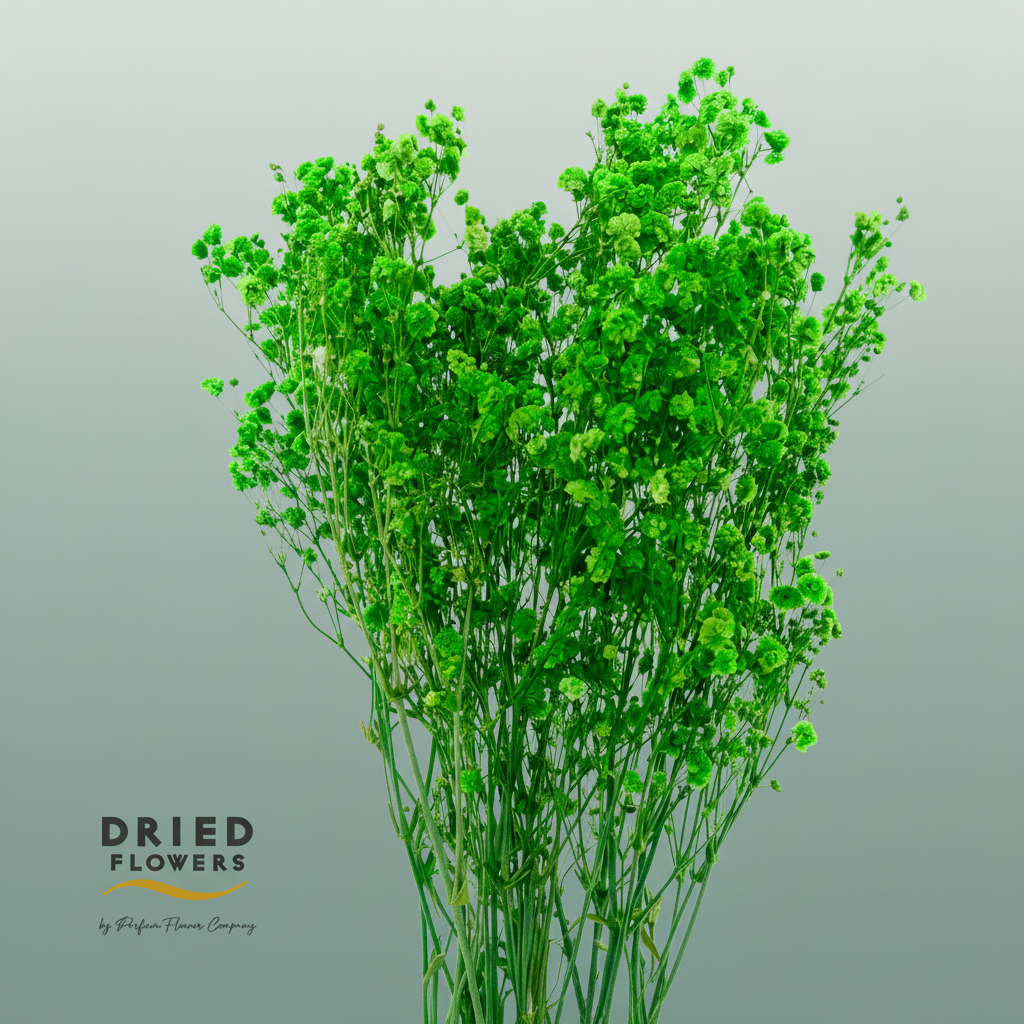 Dried Bleached Gypso Xlence Green