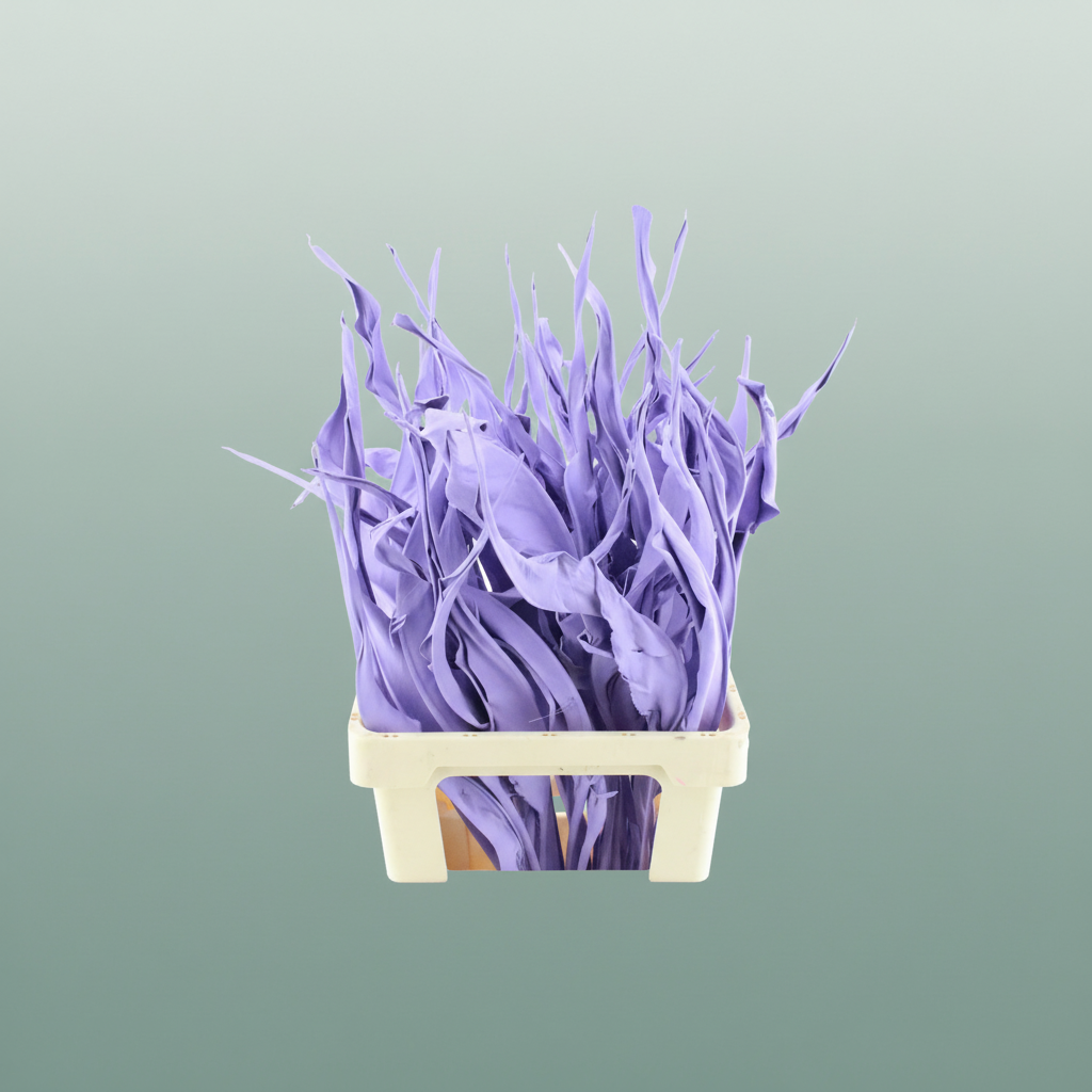 Dried Strelitzia Leaf Milka