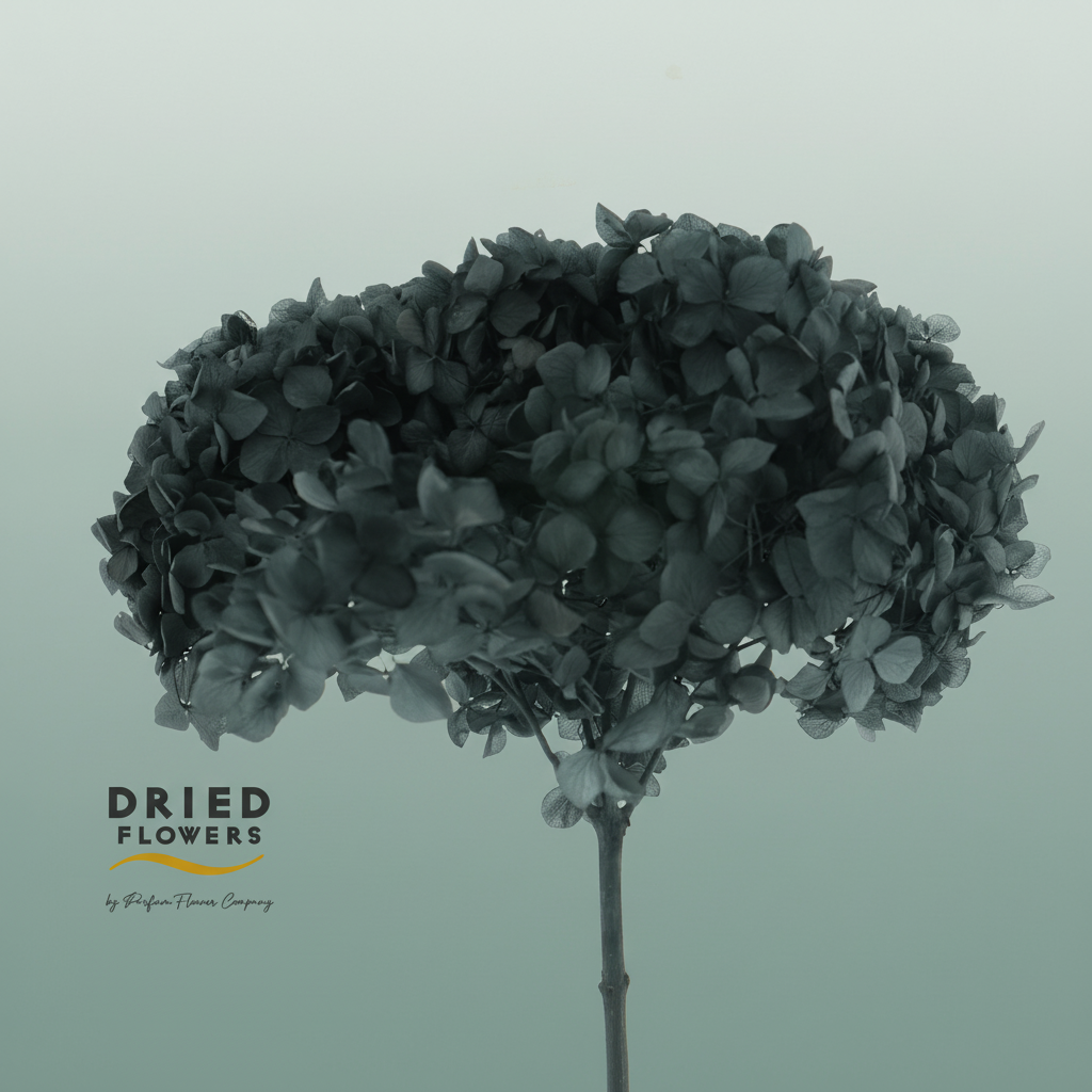 Dried Bleached Hydrangea Anna Black