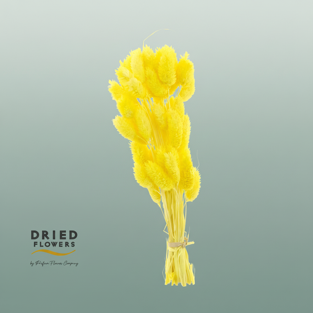Dried Bleached Phalaris Yellow