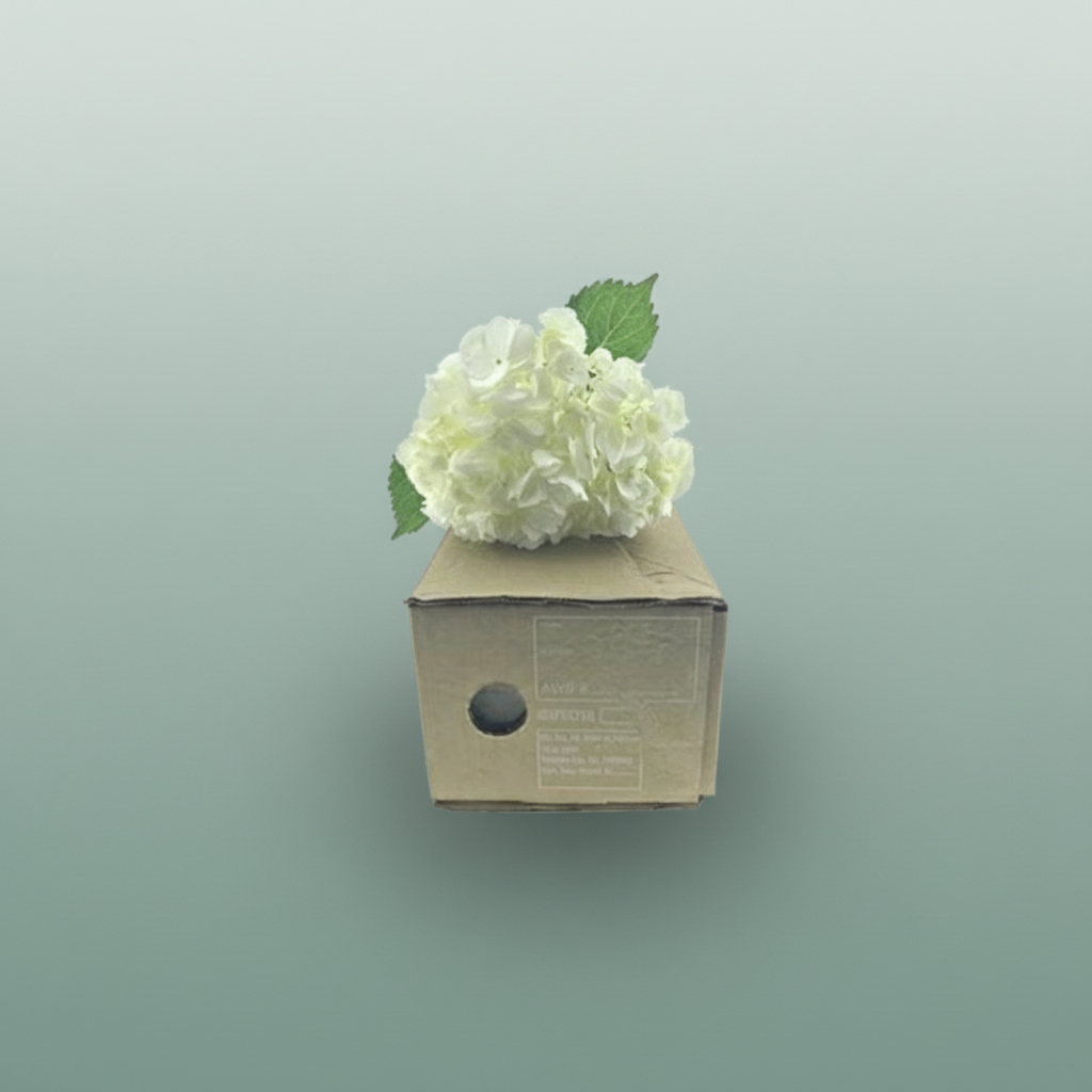 Hydrangea Equadorian White