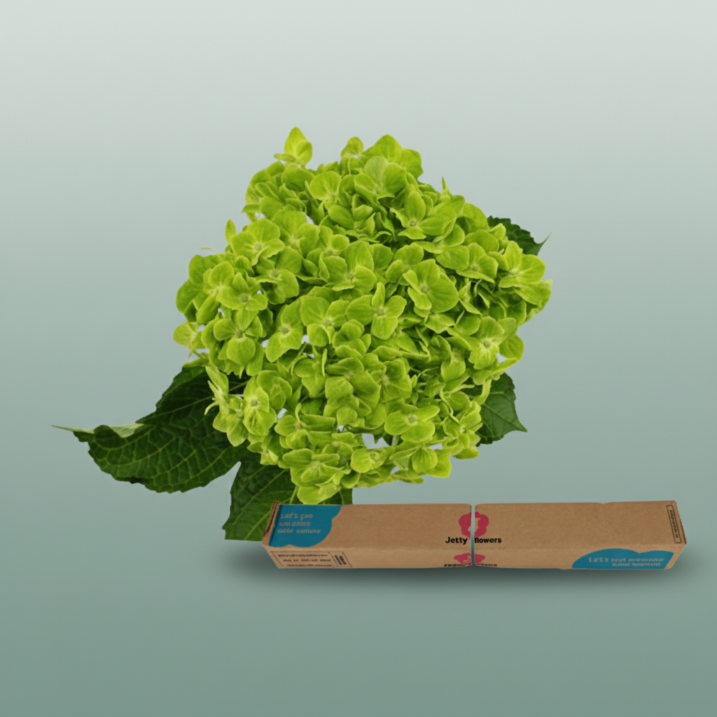 Hydrangea Equadorian Green