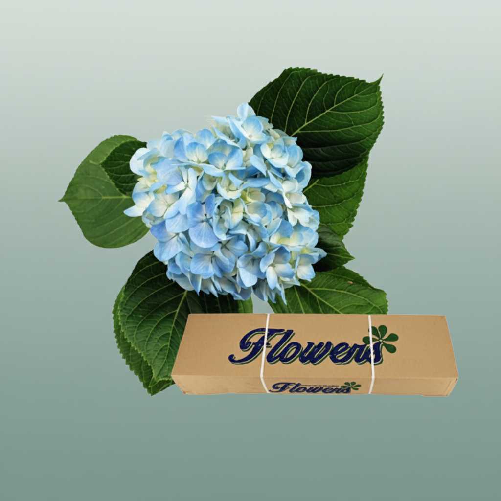 Hydrangea Equadorian Blue