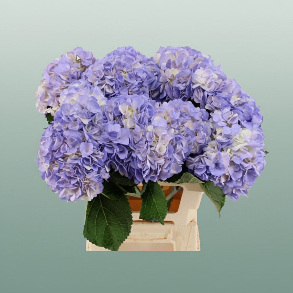 Hydrangea Equadorian Lavender