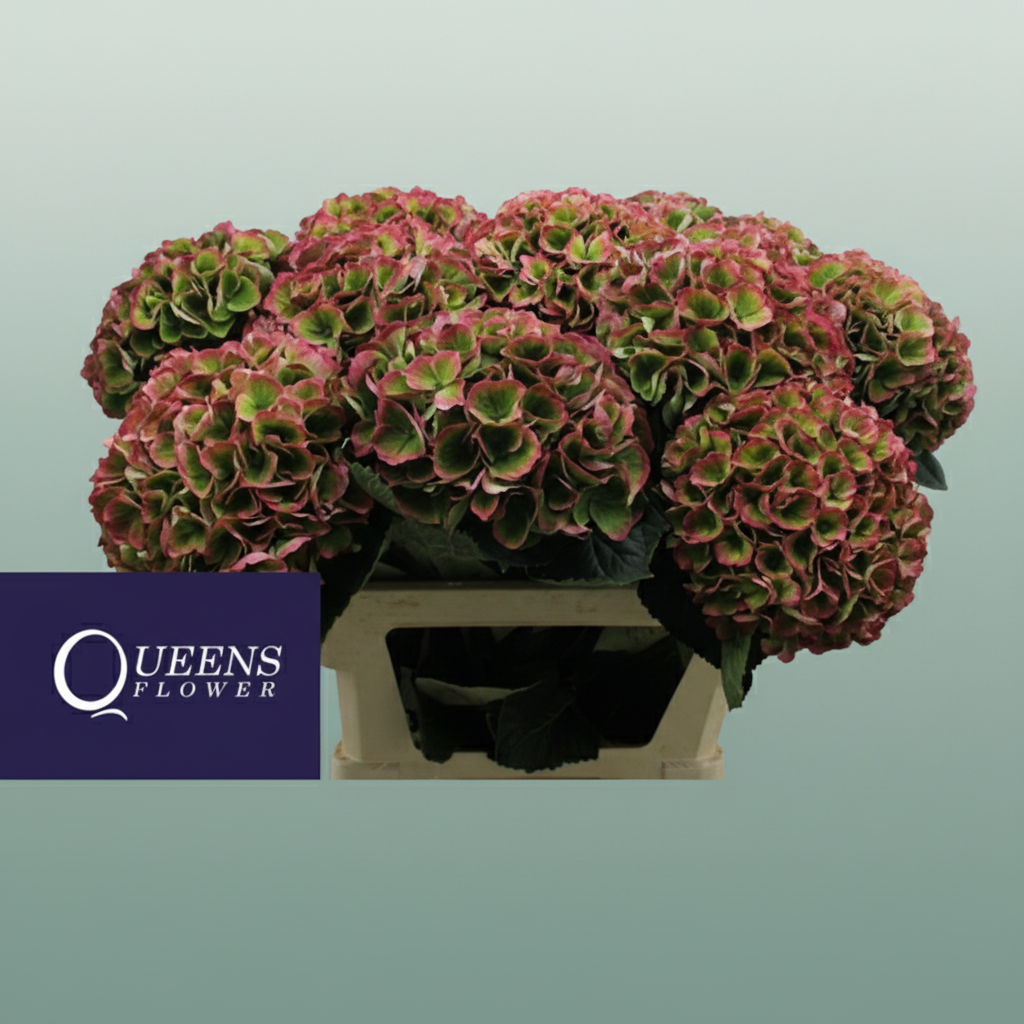 Hydrangea Classic Magical Opal