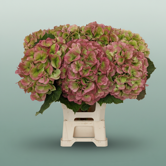 Hydrangea Classic Verena Red/Green