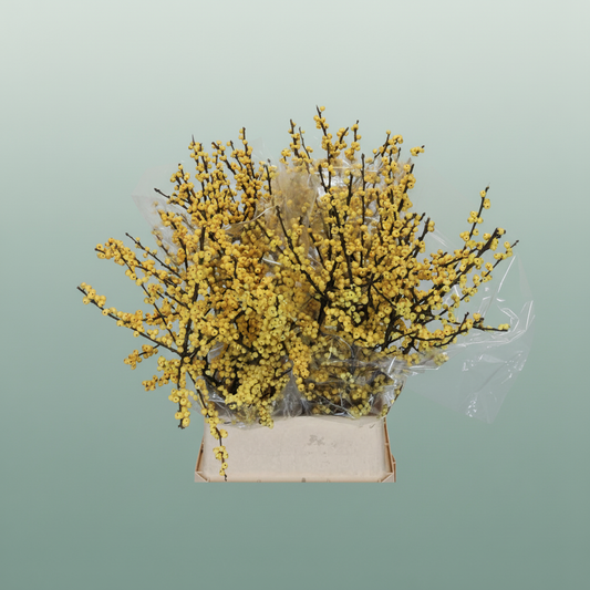 Ilex Berry Citronella