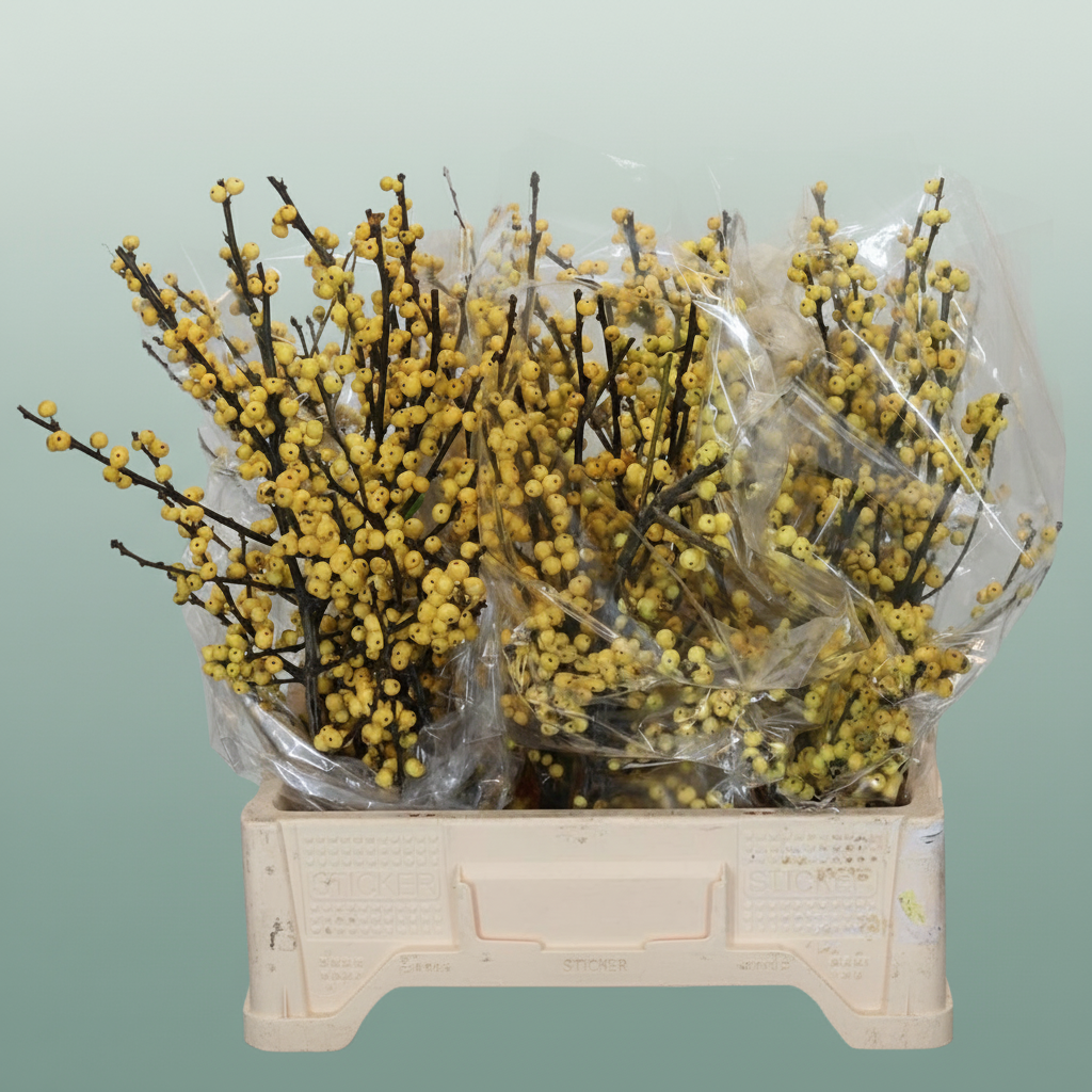 Ilex Berry Citronella