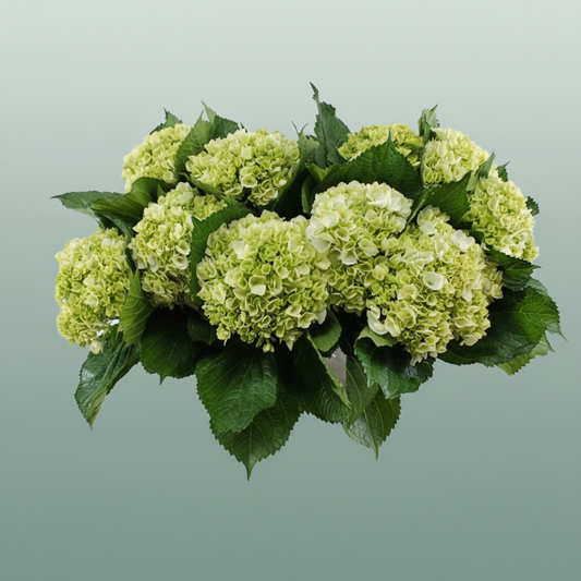 Hydrangea Equadorian Lima