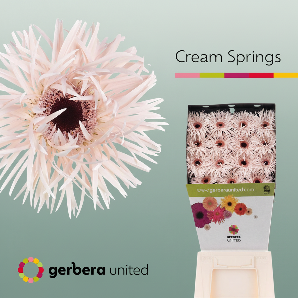 Gerbera Spider Cream Springs