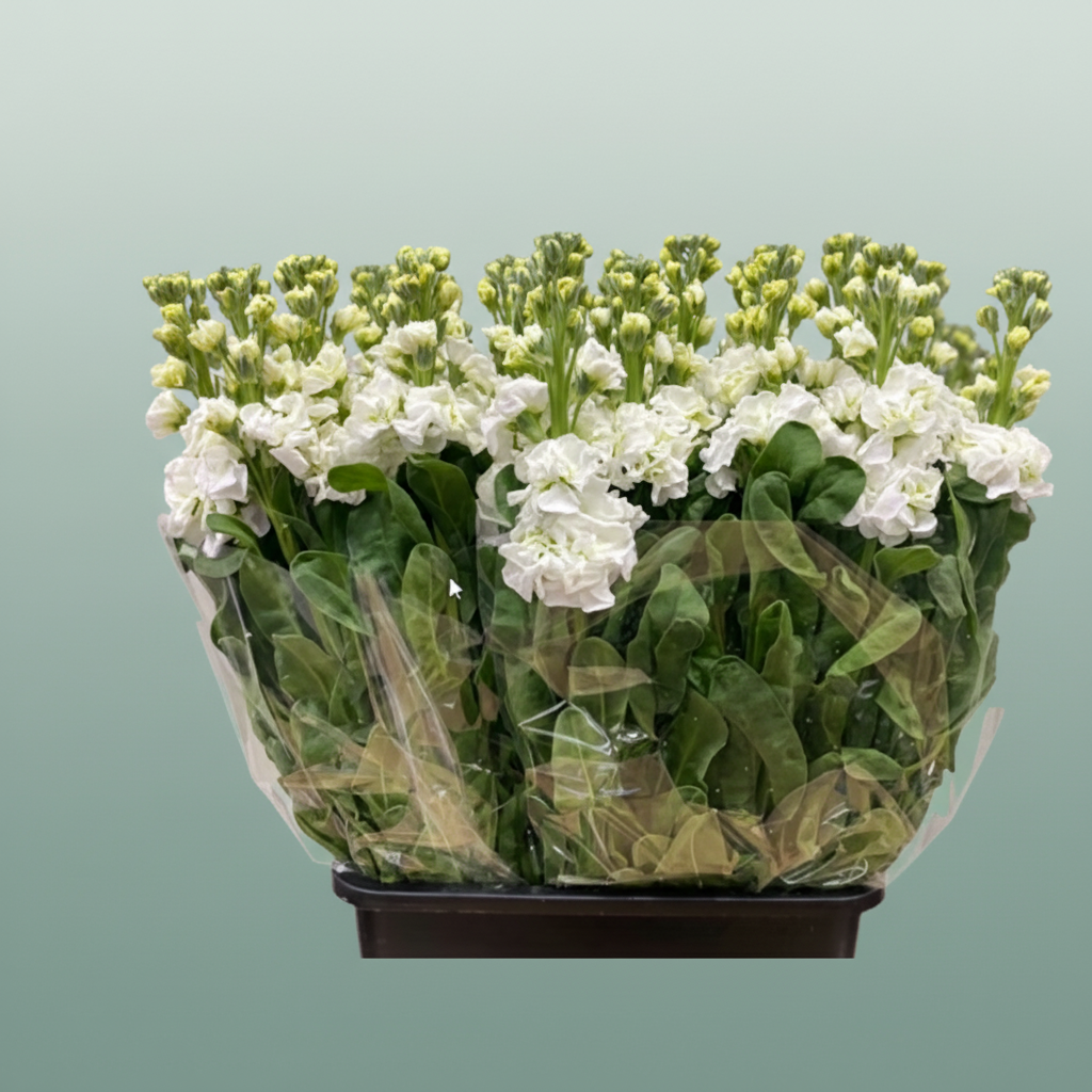 Matthiola Iron White