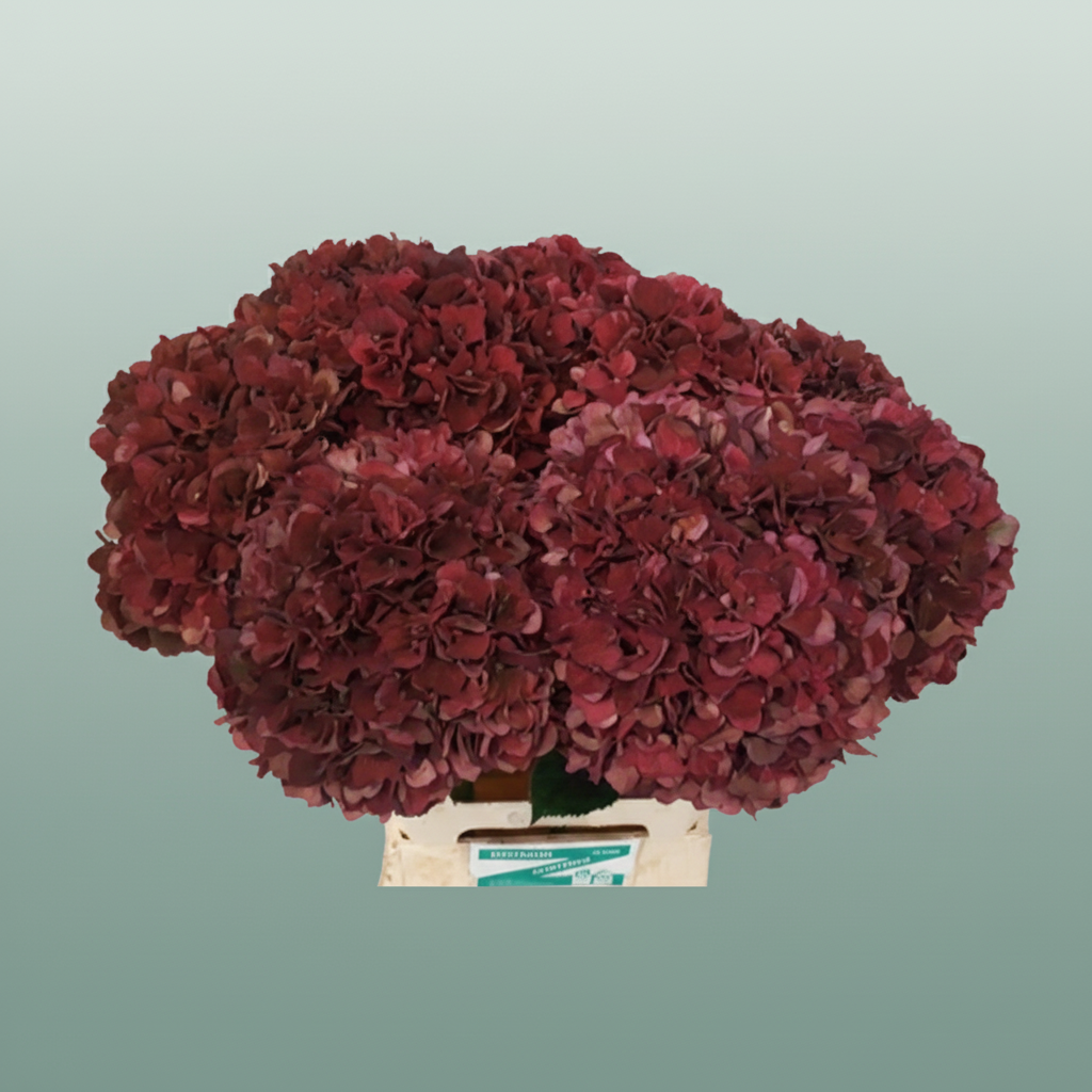 Hydrangea Magical Pi Ruby Red