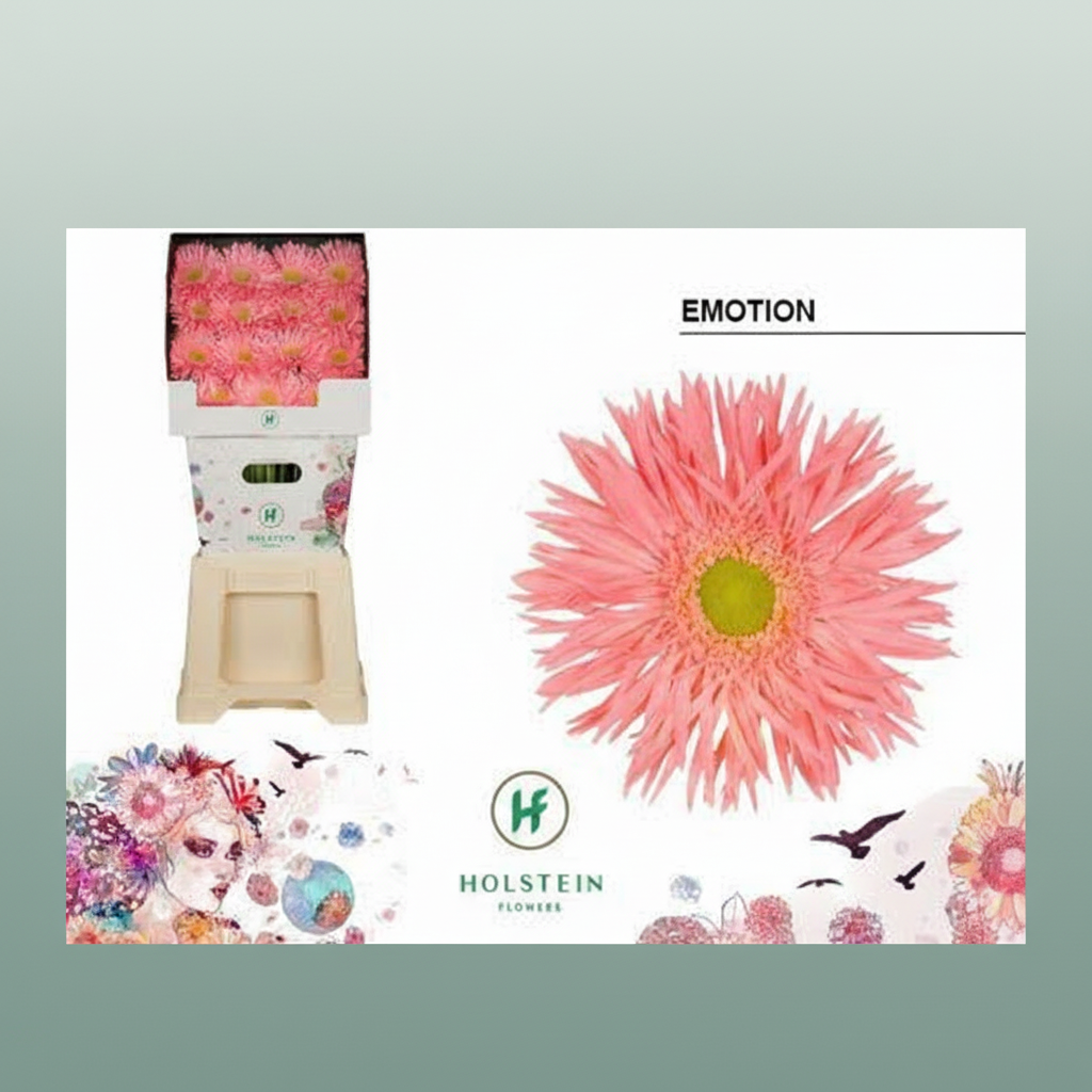 Gerbera Spider Emotion