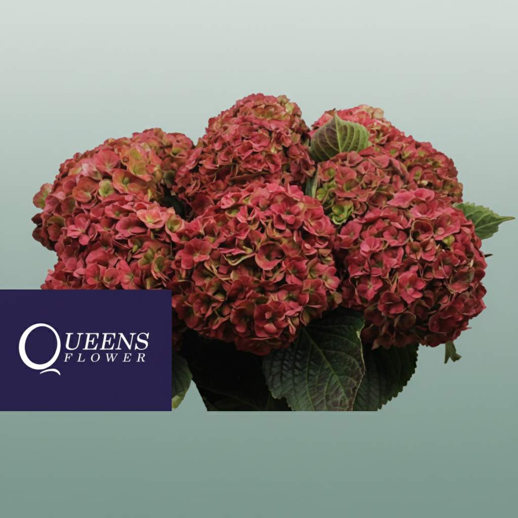 Hydrangea Classic Royal Anastasia