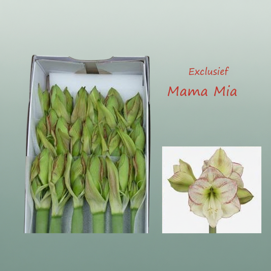 Amaryllis Mama Mia