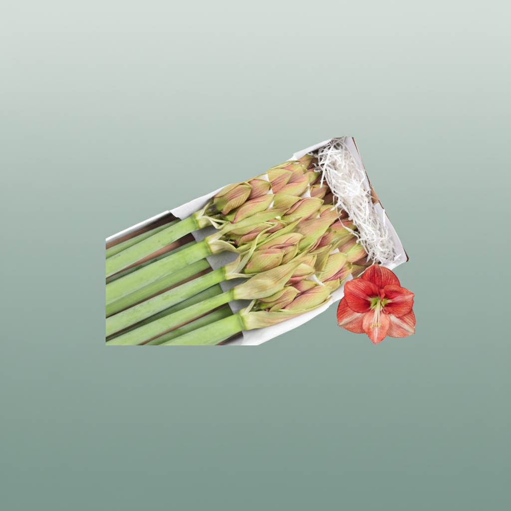 Amaryllis Coral Flame