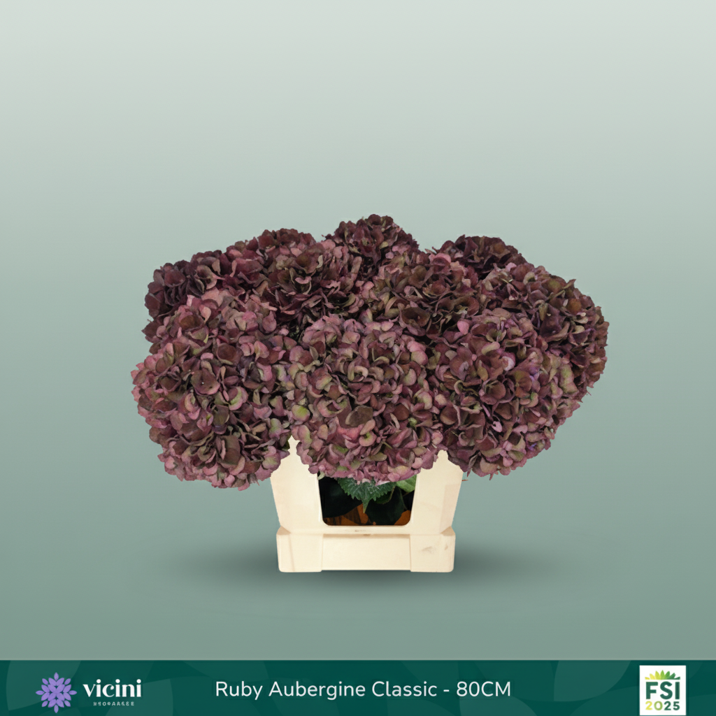 Hydrangea Classic Magical Ruby Red Dark