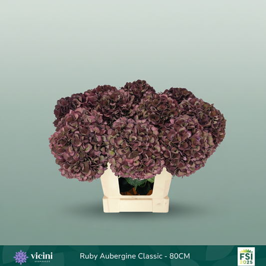 Hydrangea Classic Magical Ruby Red Dark