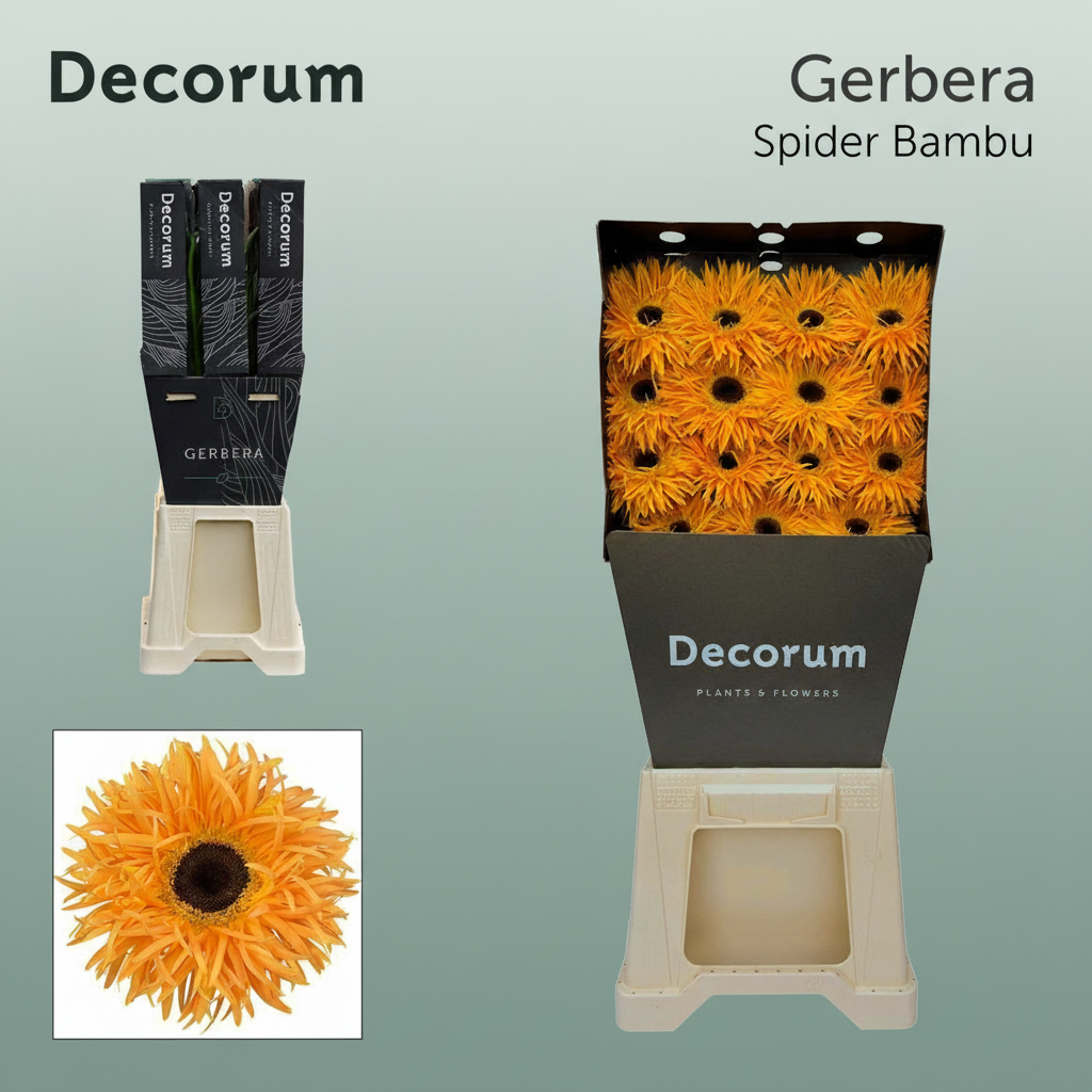 Gerbera Spider Bambu