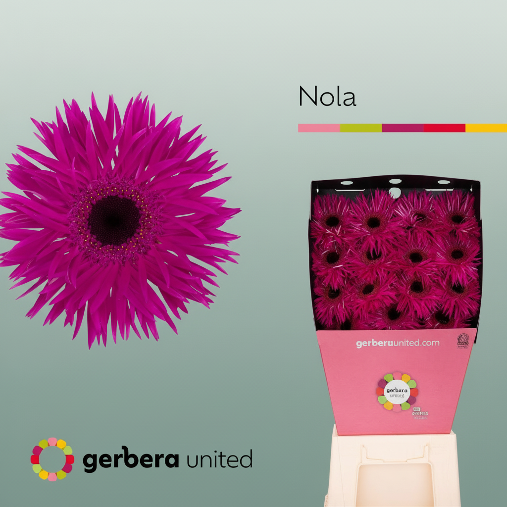 Gerbera Spider Nola