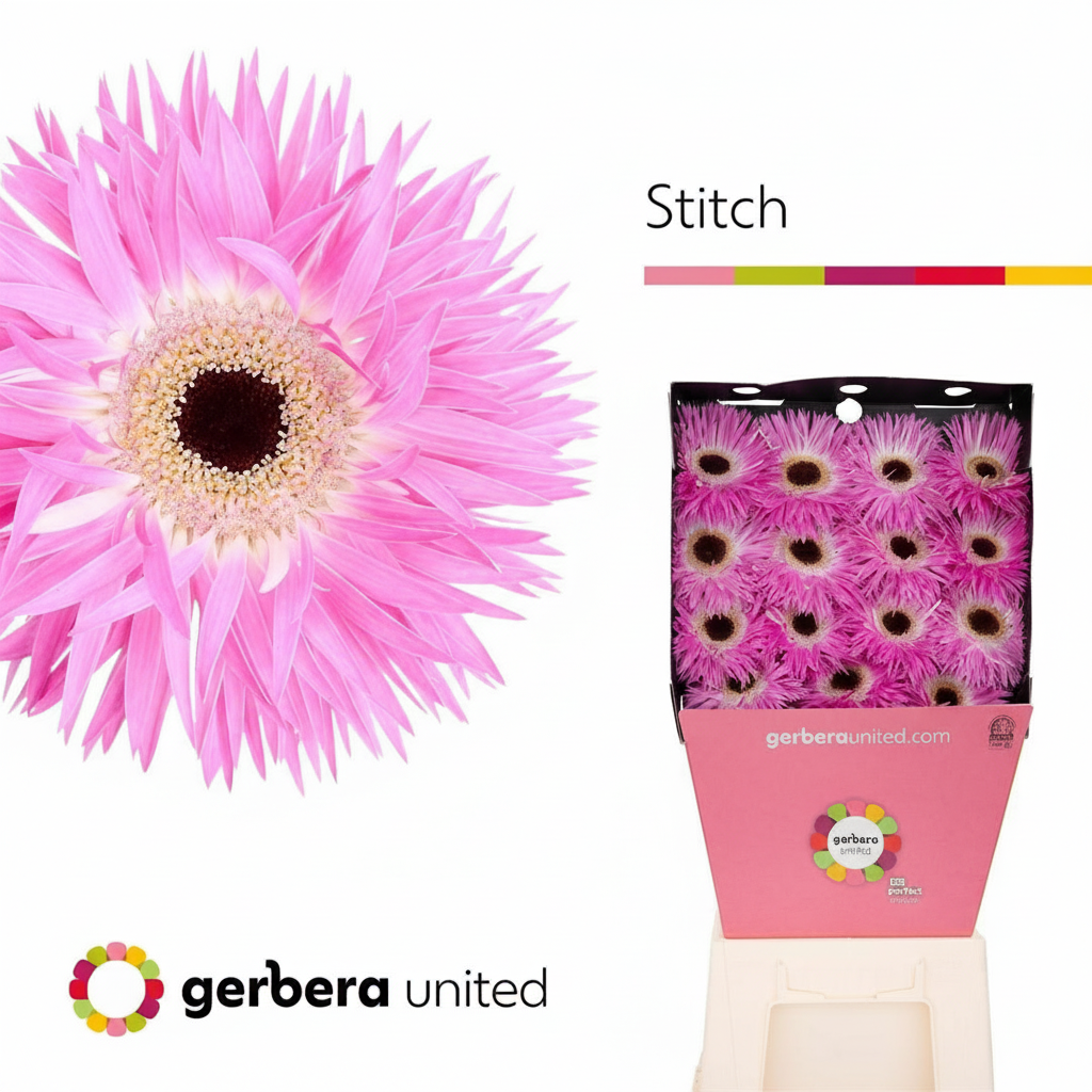 Gerbera Spider Stich