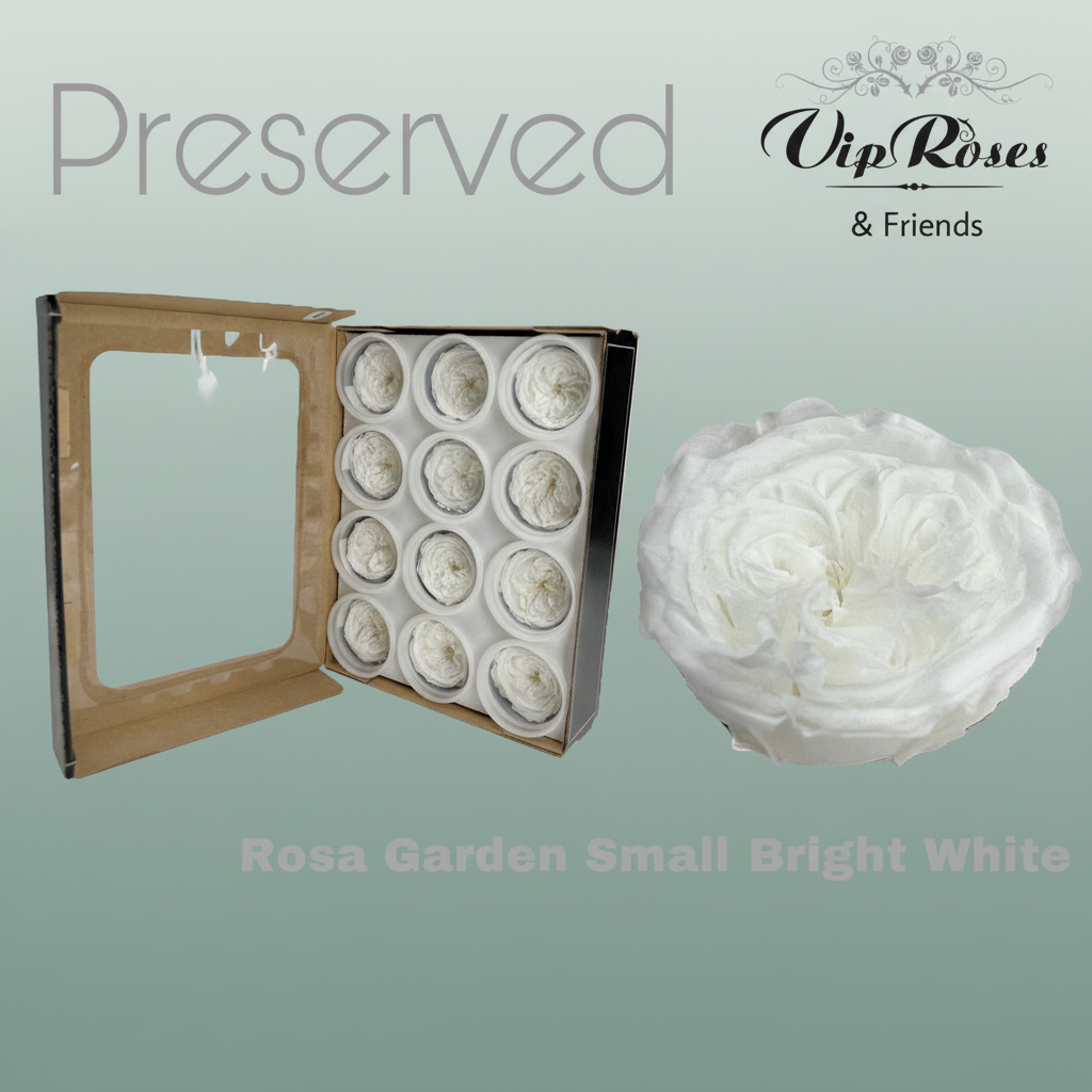 Rose Preserved Garden Small Bright White