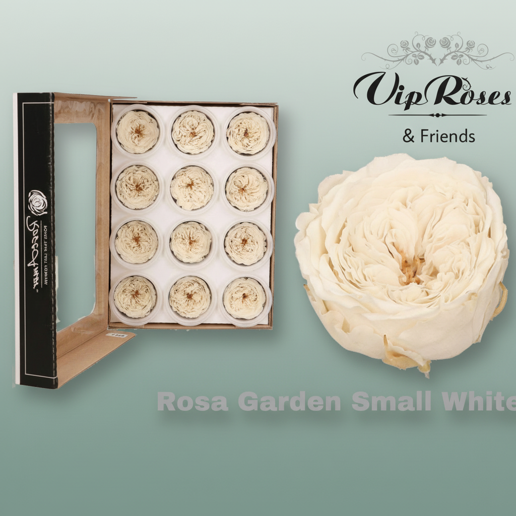 Rose Preserved Garden Small white