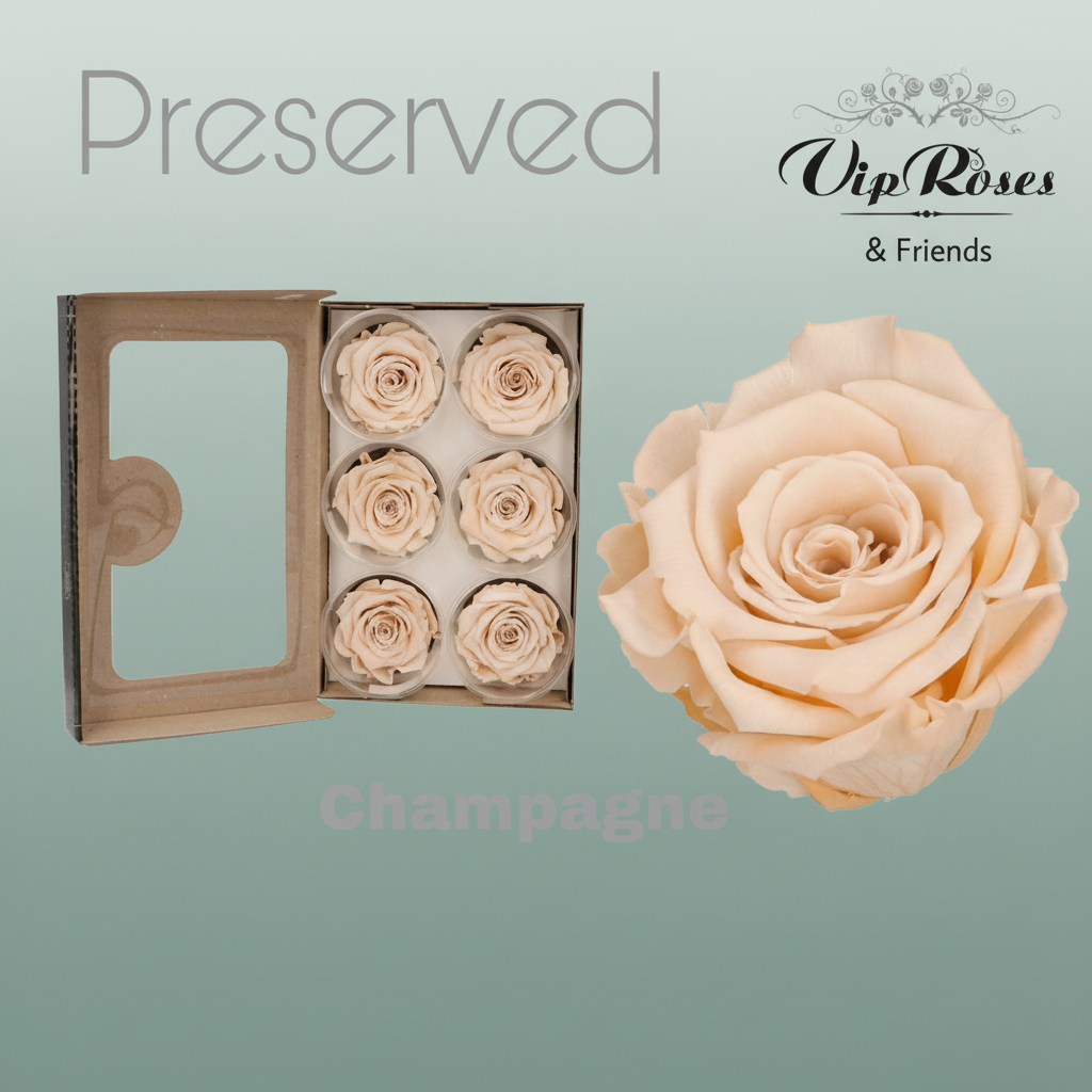 Rose Preserved Champagne