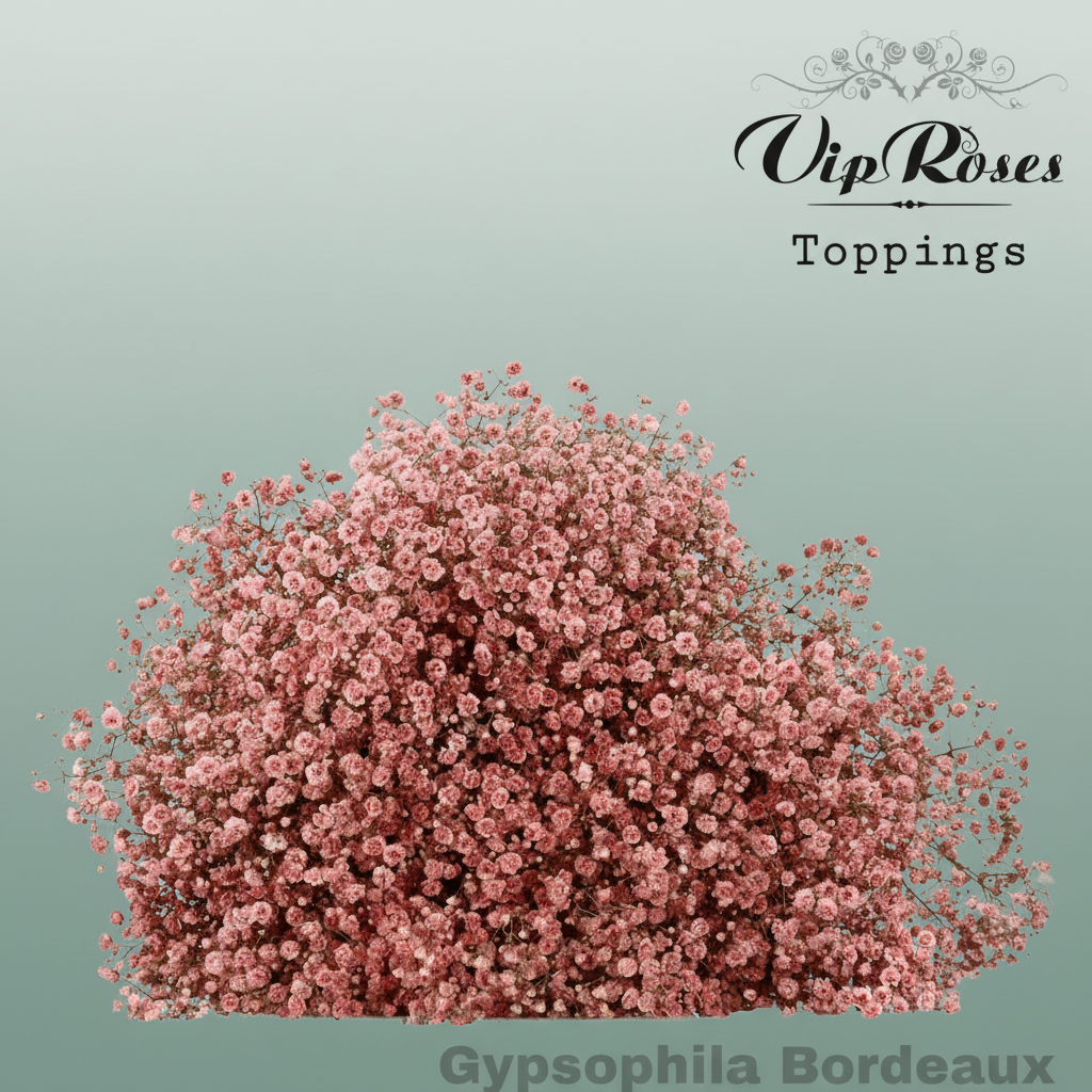 Gypsophila Dyed Bordeaux