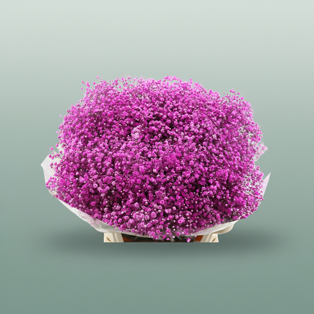 Gypsophila Dyed Pink Hot