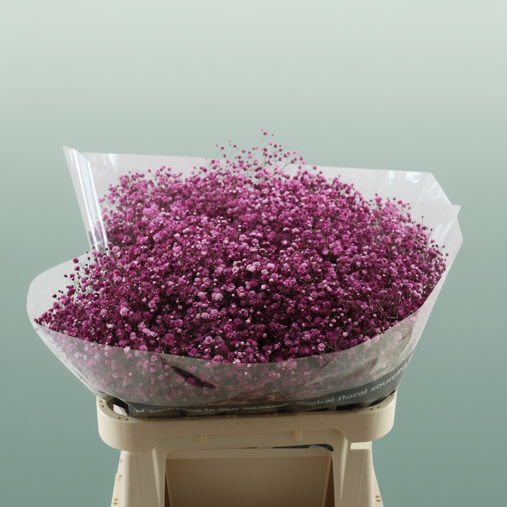 Gypsophila Dyed Burgundy