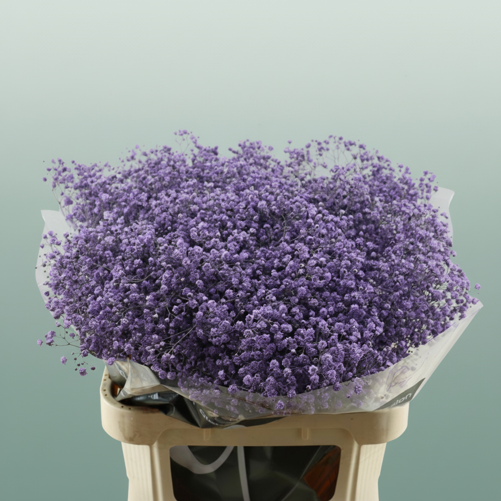 Gypsophila Dyed Lavender