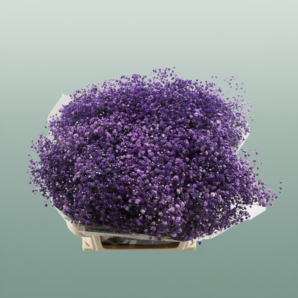 Gypsophila Dyed Cassis