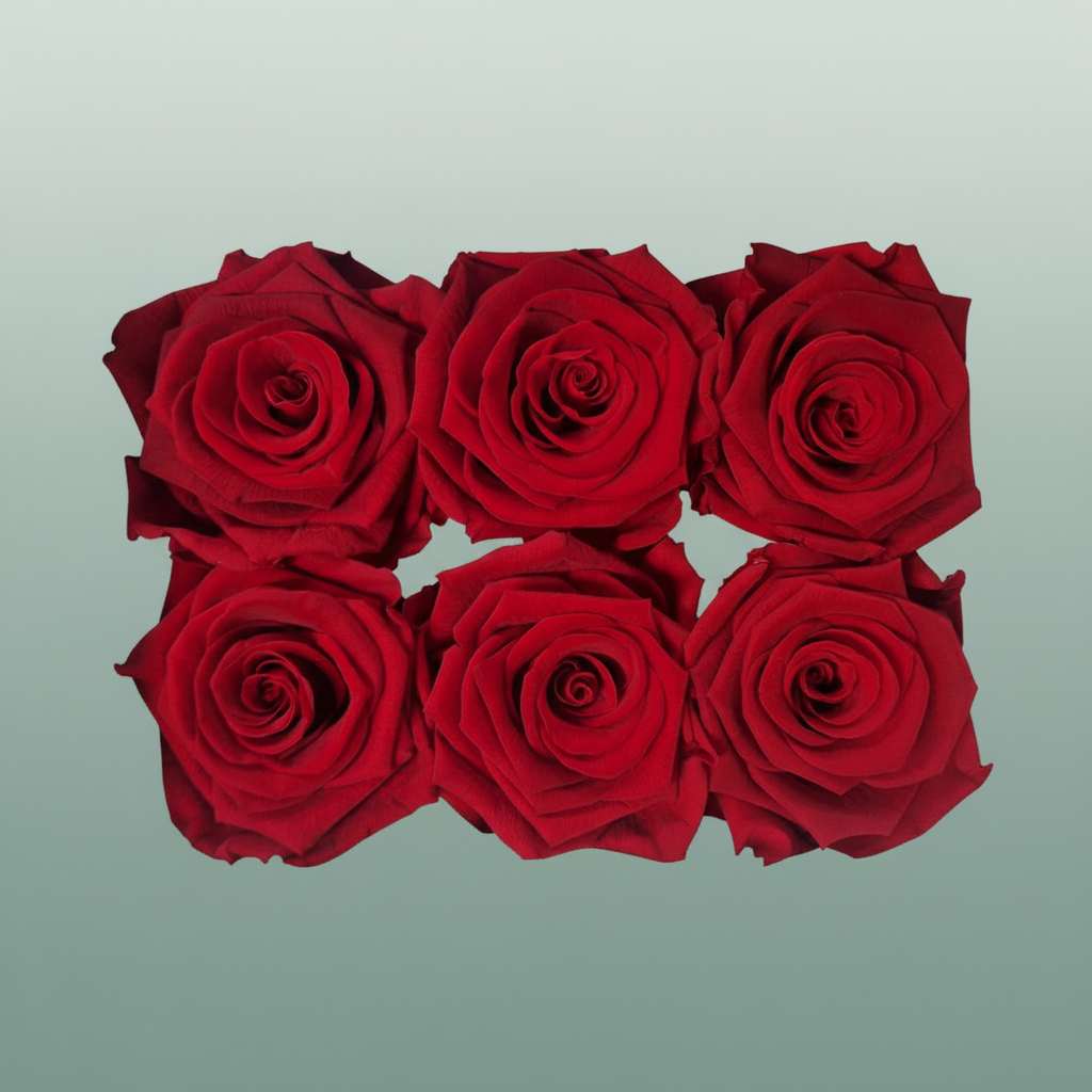 Rose Preserved Classic Red Light