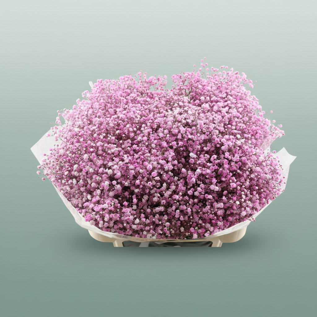 Gypsophila Dyed Pink Light