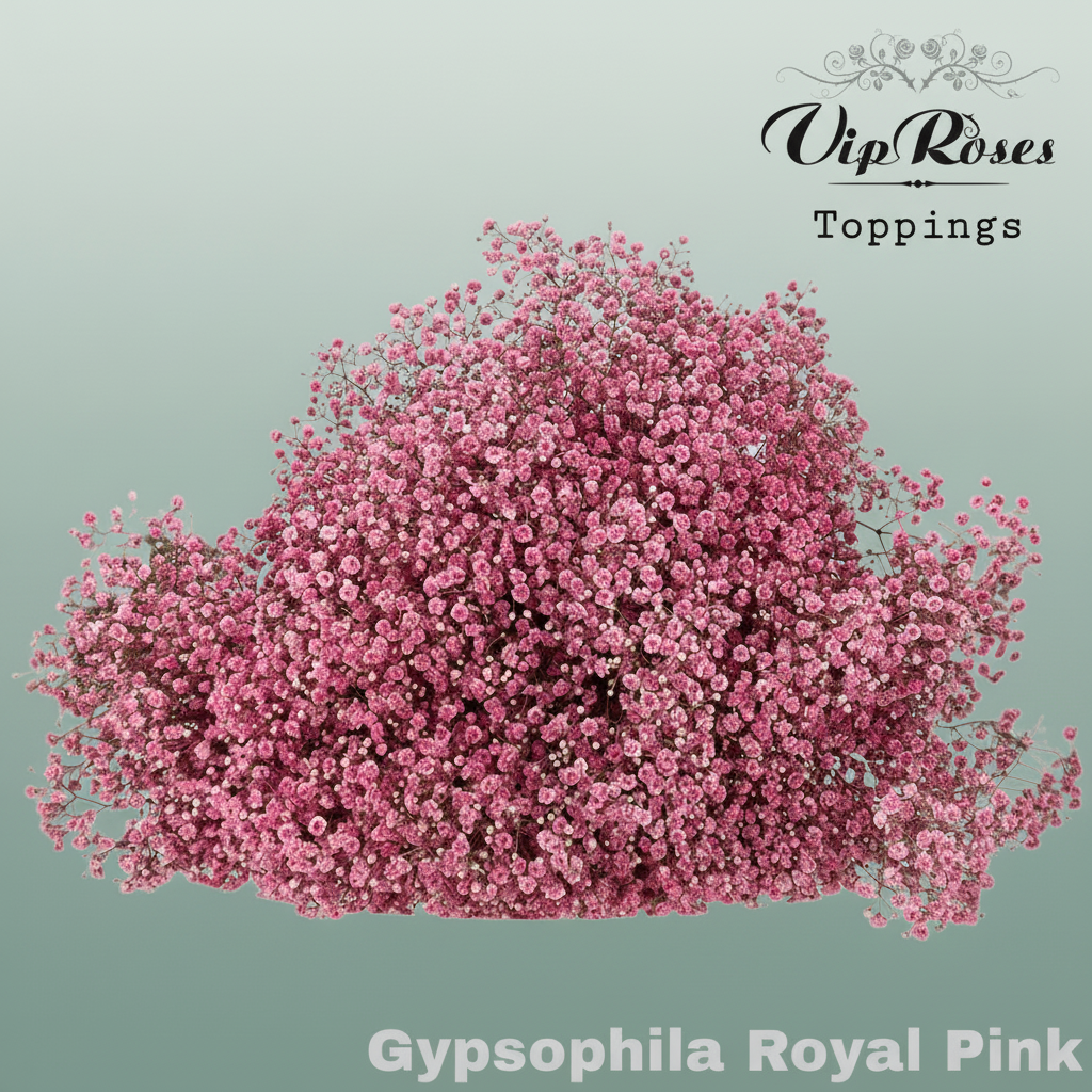 Gypsophila Dyed Royal Pink