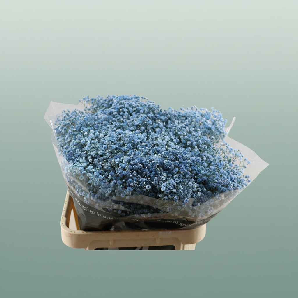 Gypsophila Dyed Blue Navy