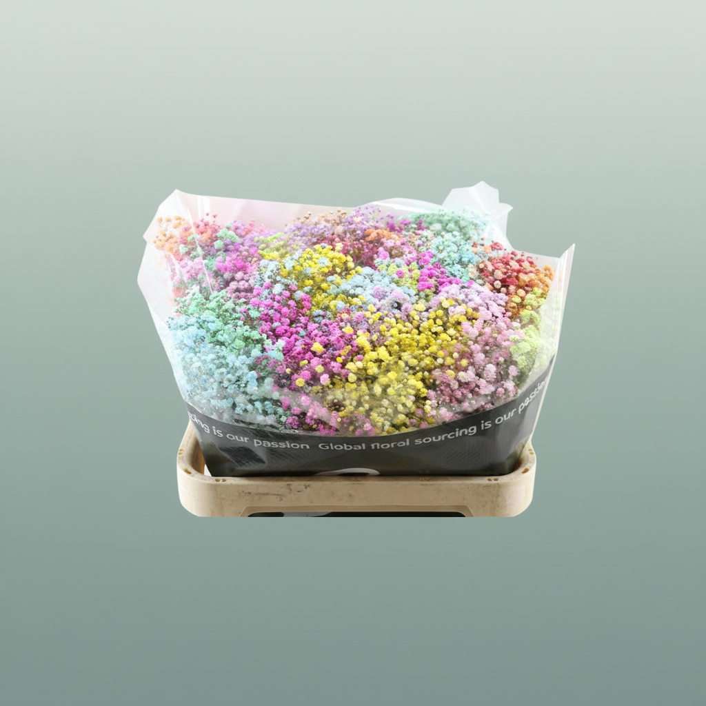 Gypsophila Dyed Rainbow