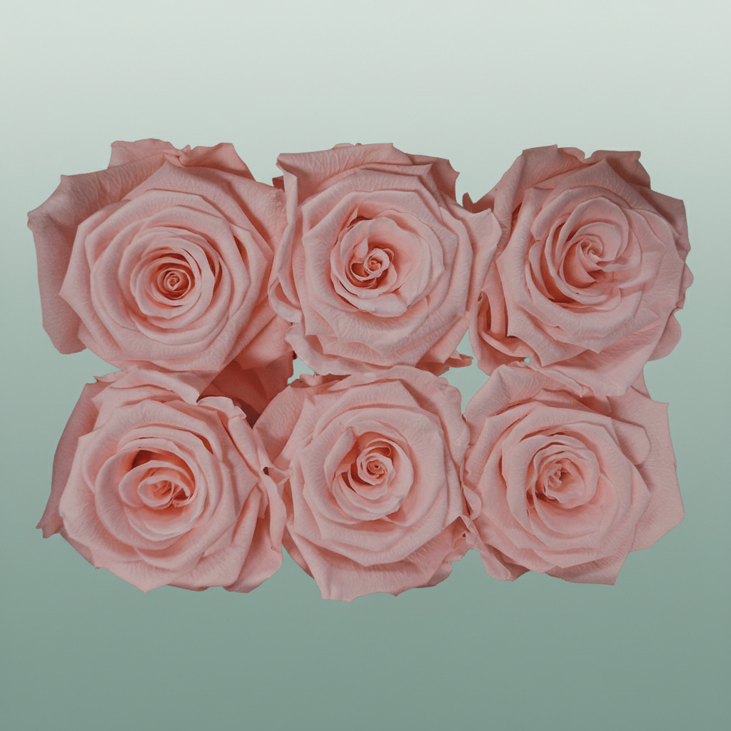 Rose Preserved Classic Pink Soft
