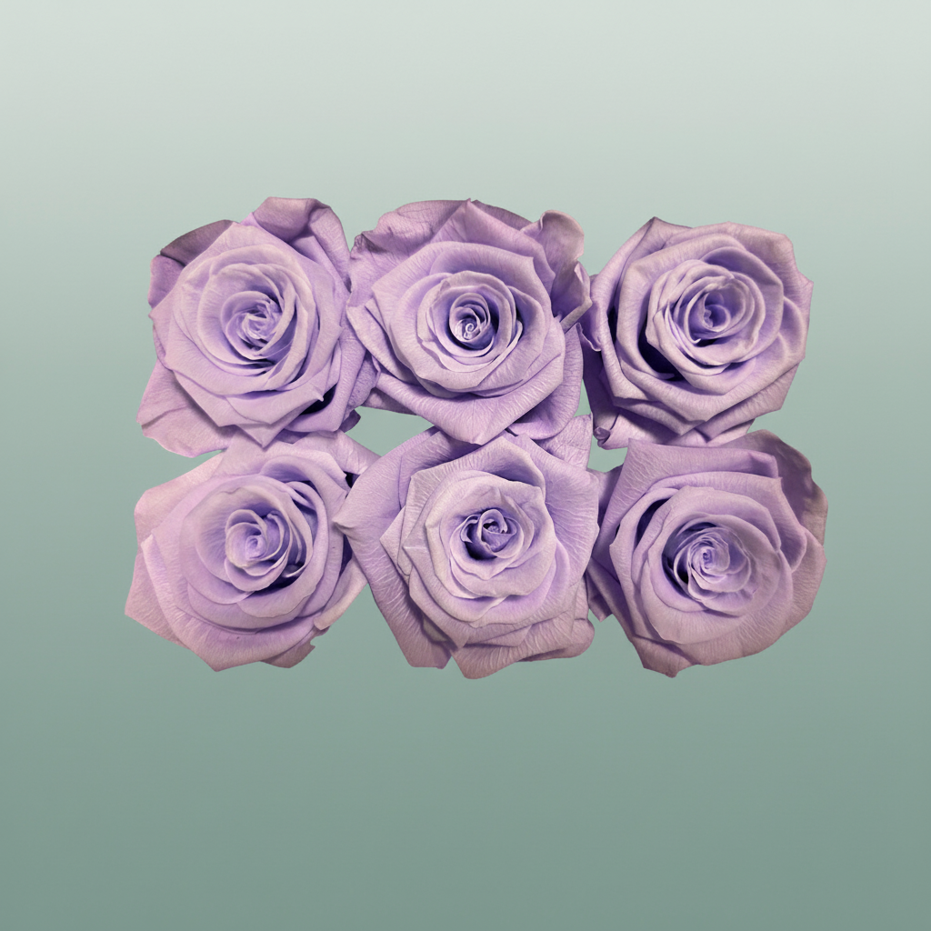 Rose Preserved Classic Mauve