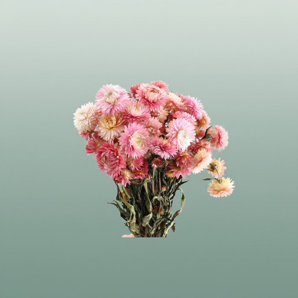 Dried Helichrysum Pink